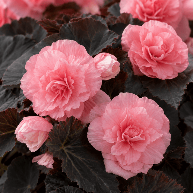 1 Large Plant - Begonia Non Stop Mocca Light Pink, Outdoor Garden Ready, 5L Pot - Frankton's