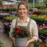 1 Large Plant - Begonia Non Stop Mocca Scarlet, Outdoor Garden Ready, 5L Pot - Frankton's