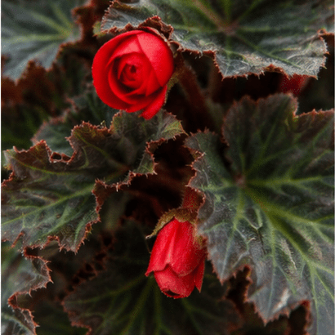 1 Large Plant - Begonia Non Stop Mocca Scarlet, Outdoor Garden Ready, 5L Pot - Frankton's