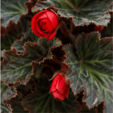 1 Large Plant - Begonia Non Stop Mocca Scarlet, Outdoor Garden Ready, 5L Pot - Frankton's