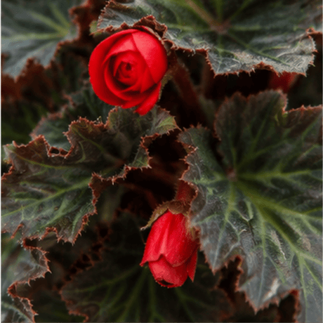 1 Large Plant - Begonia Non Stop Mocca Scarlet, Outdoor Garden Ready, 5L Pot - Frankton's