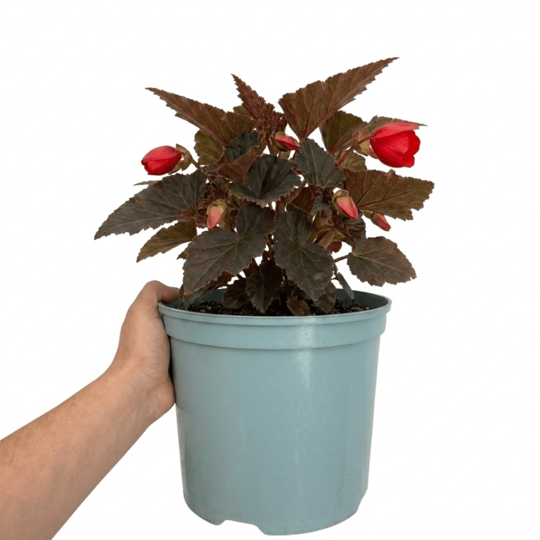 1 Large Plant - Begonia Non Stop Mocca Scarlet, Outdoor Garden Ready, 5L Pot - Frankton's