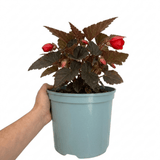 1 Large Plant - Begonia Non Stop Mocca Scarlet, Outdoor Garden Ready, 5L Pot - Frankton's