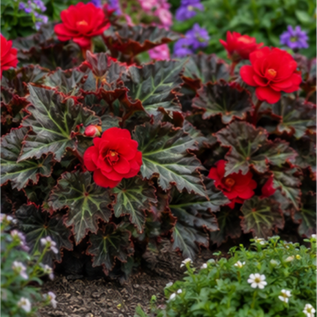 1 Large Plant - Begonia Non Stop Mocca Scarlet, Outdoor Garden Ready, 5L Pot - Frankton's