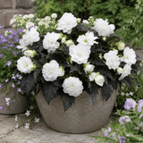 1 Large Plant - Begonia Non Stop Mocca White, Outdoor Garden Ready, 5L Pot - Frankton's