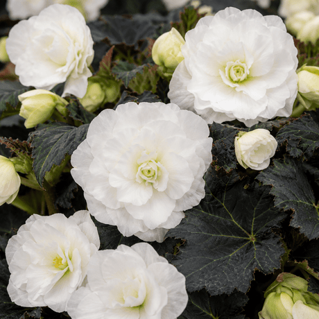 1 Large Plant - Begonia Non Stop Mocca White, Outdoor Garden Ready, 5L Pot - Frankton's