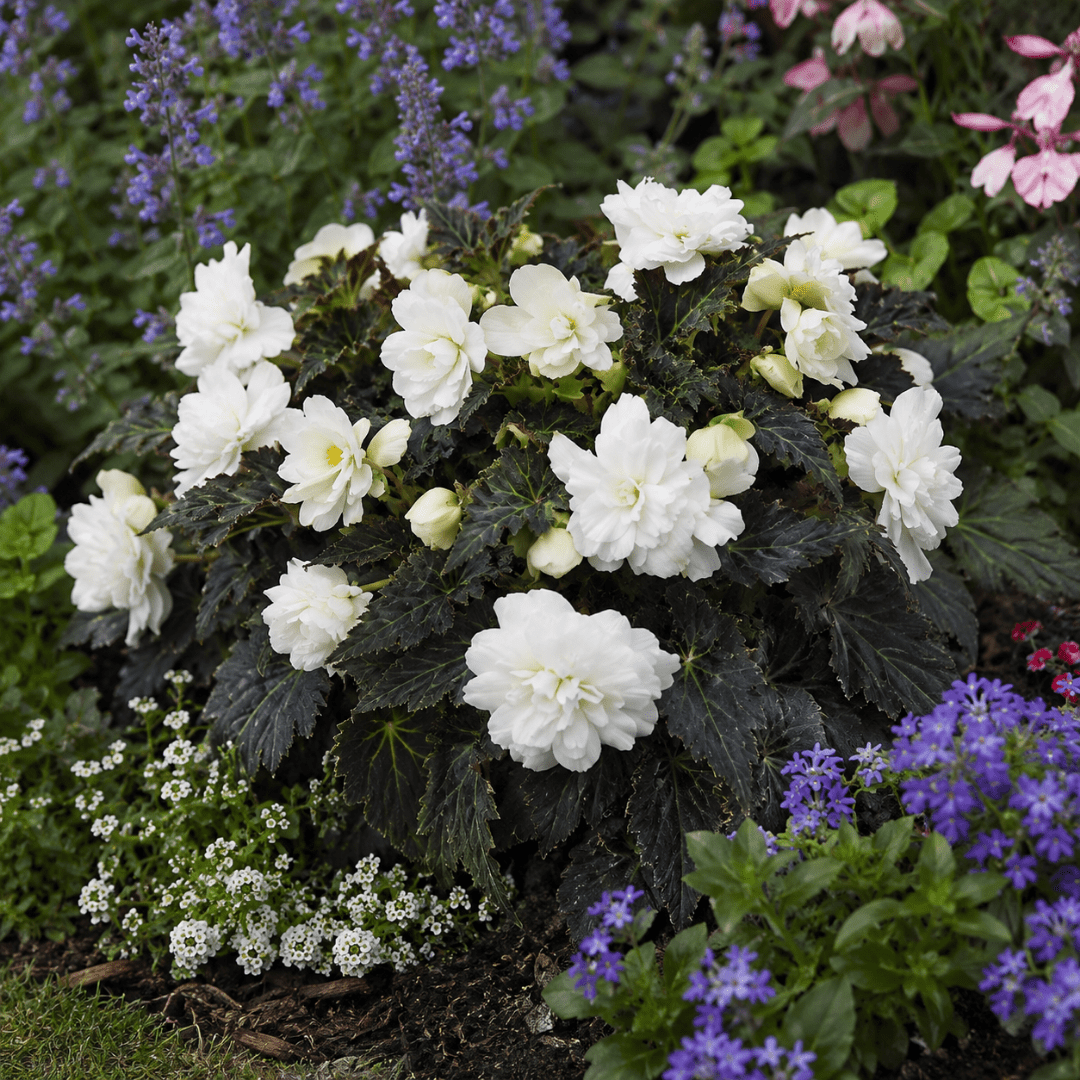 1 Large Plant - Begonia Non Stop Mocca White, Outdoor Garden Ready, 5L Pot - Frankton's