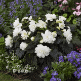 1 Large Plant - Begonia Non Stop Mocca White, Outdoor Garden Ready, 5L Pot - Frankton's