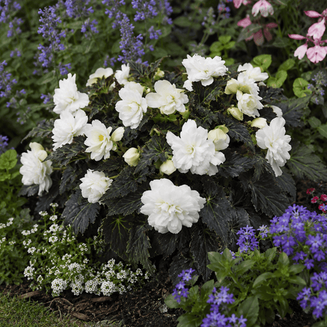 1 Large Plant - Begonia Non Stop Mocca White, Outdoor Garden Ready, 5L Pot - Frankton's