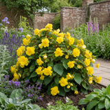 1 Large Plant - Begonia Non Stop Mocca Yellow, Outdoor Garden Ready, 5L Pot - Frankton's