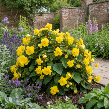 1 Large Plant - Begonia Non Stop Mocca Yellow, Outdoor Garden Ready, 5L Pot - Frankton's
