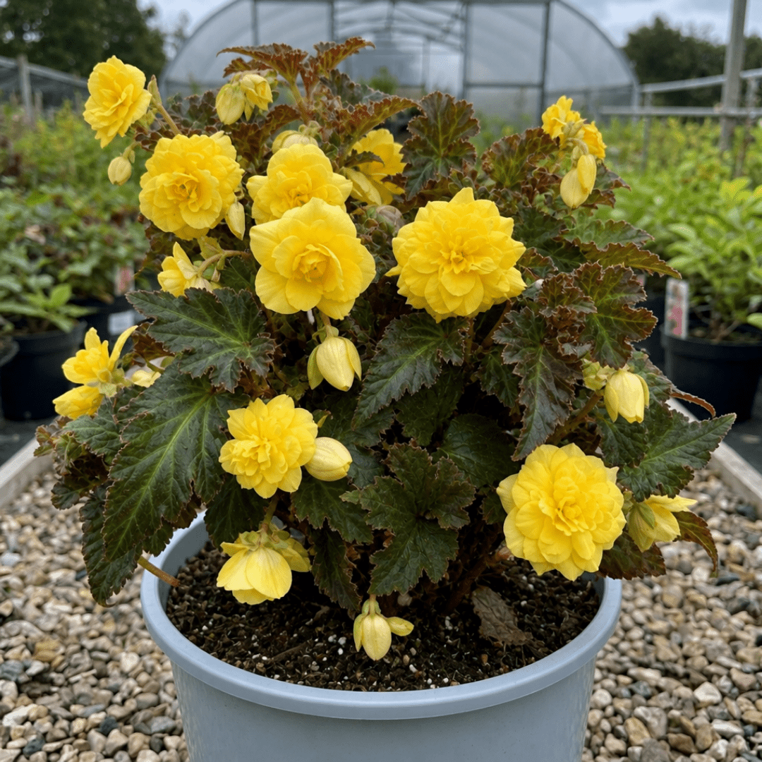 1 Large Plant - Begonia Non Stop Mocca Yellow, Outdoor Garden Ready, 5L Pot - Frankton's
