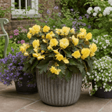 1 Large Plant - Begonia Non Stop Mocca Yellow, Outdoor Garden Ready, 5L Pot - Frankton's