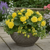 1 Large Plant - Begonia Non Stop Mocca Yellow, Outdoor Garden Ready, 5L Pot - Frankton's