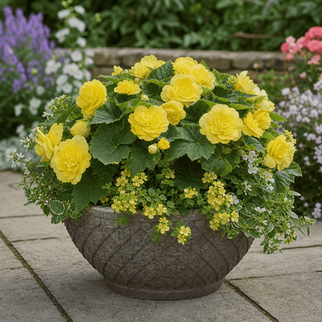 1 Large Plant - Begonia Non Stop Mocca Yellow, Outdoor Garden Ready, 5L Pot - Frankton's