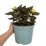 1 Large Plant - Begonia Non Stop Mocca Yellow, Outdoor Garden Ready, 5L Pot - Frankton's