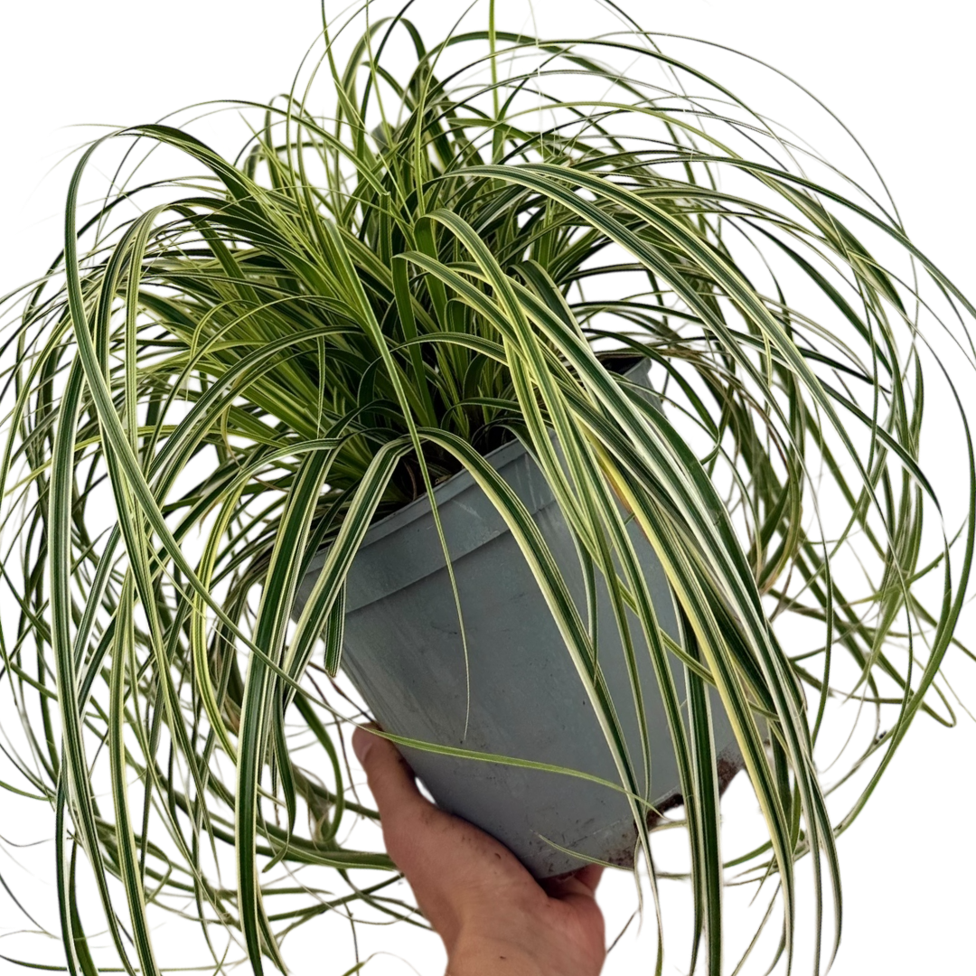 1 Large Plant - Carex Feather Falls, Ready to Plant in Your Garden, 5L Pot - Frankton's