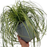 1 Large Plant - Carex Feather Falls, Ready to Plant in Your Garden, 5L Pot - Frankton's