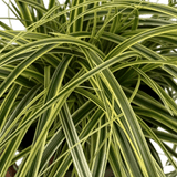 1 Large Plant - Carex Feather Falls, Ready to Plant in Your Garden, 5L Pot - Frankton's