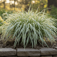 1 Large Plant - Carex Feather Falls, Ready to Plant in Your Garden, 5L Pot - Frankton's