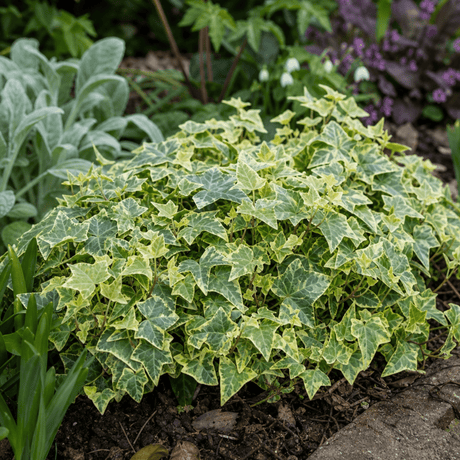 1 Large Plant - Ceanothus Blue Mound, Ready to Plant in Your Garden, 2L Pot - Frankton's