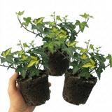 1 Large Plant - Ceanothus Blue Mound, Ready to Plant in Your Garden, 2L Pot - Frankton's