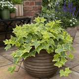 1 Large Plant - Ceanothus Blue Mound, Ready to Plant in Your Garden, 2L Pot - Frankton's