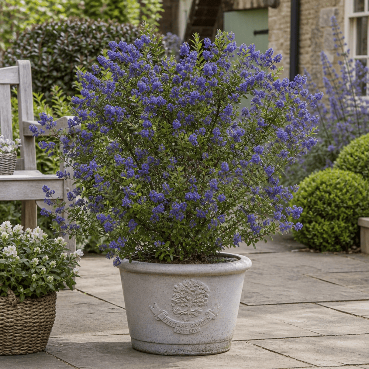 1 Large Plant - Ceanothus Pugets Blue, Ready to Plant in Your Garden, 2L Pot - Frankton's