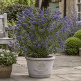 1 Large Plant - Ceanothus Pugets Blue, Ready to Plant in Your Garden, 2L Pot - Frankton's