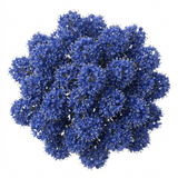 1 Large Plant - Ceanothus Pugets Blue, Ready to Plant in Your Garden, 2L Pot - Frankton's
