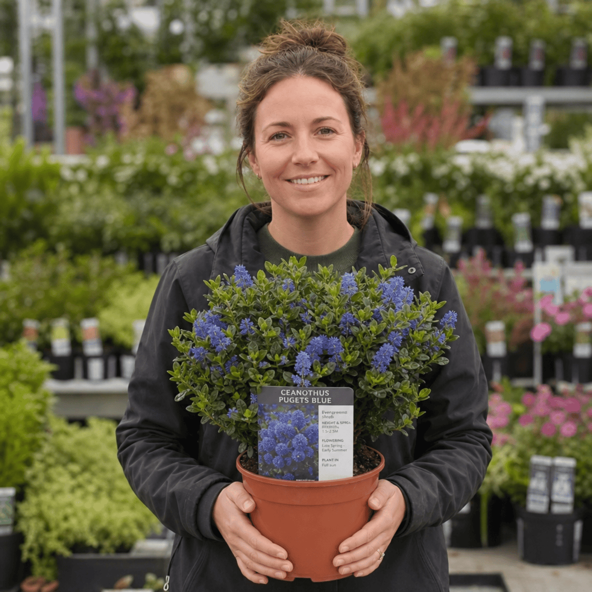 1 Large Plant - Ceanothus Pugets Blue, Ready to Plant in Your Garden, 2L Pot - Frankton's