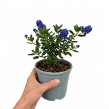1 Large Plant - Ceanothus Pugets Blue, Ready to Plant in Your Garden, 2L Pot - Frankton's