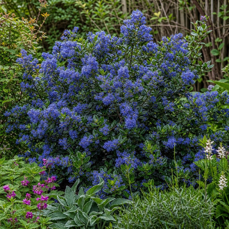 1 Large Plant - Ceanothus Pugets Blue, Ready to Plant in Your Garden, 2L Pot - Frankton's