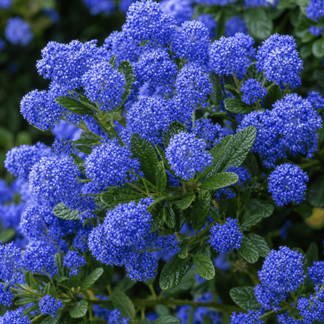 1 Large Plant - Ceanothus Pugets Blue, Ready to Plant in Your Garden, 2L Pot - Frankton's