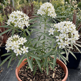 1 Large Plant - Choisya Snow Flurries, Ready to Plant in Your Garden, 3L Pot - Frankton's
