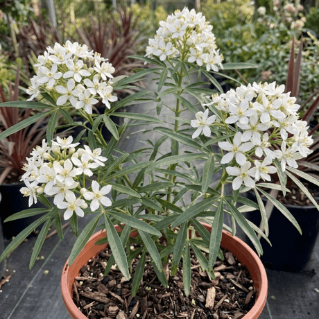 1 Large Plant - Choisya Snow Flurries, Ready to Plant in Your Garden, 3L Pot - Frankton's