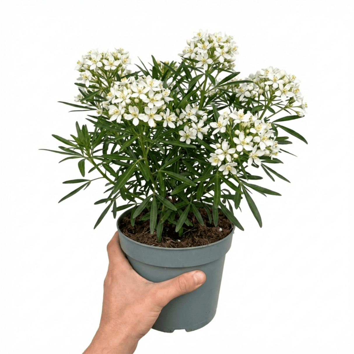 1 Large Plant - Choisya Snow Flurries, Ready to Plant in Your Garden, 3L Pot - Frankton's