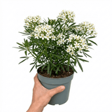 1 Large Plant - Choisya Snow Flurries, Ready to Plant in Your Garden, 3L Pot - Frankton's