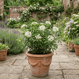 1 Large Plant - Choisya Snow Flurries, Ready to Plant in Your Garden, 3L Pot - Frankton's