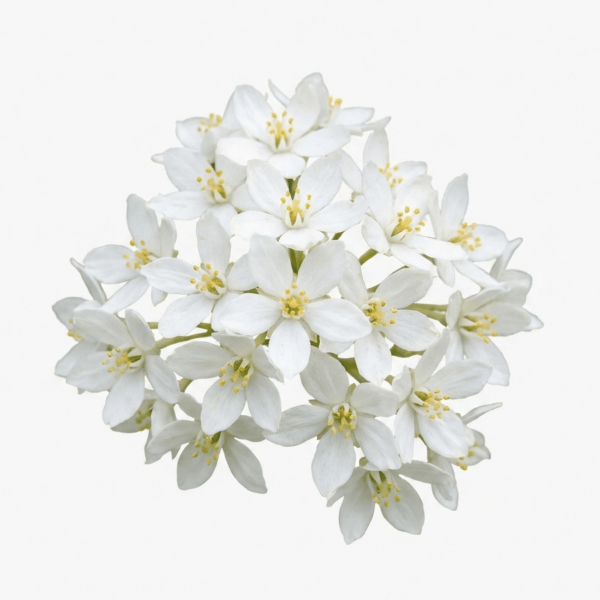1 Large Plant - Choisya Snow Flurries, Ready to Plant in Your Garden, 3L Pot - Frankton's
