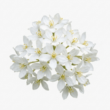 1 Large Plant - Choisya Snow Flurries, Ready to Plant in Your Garden, 3L Pot - Frankton's