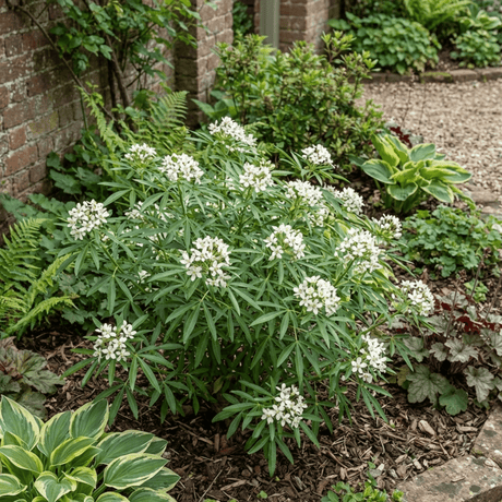 1 Large Plant - Choisya Snow Flurries, Ready to Plant in Your Garden, 3L Pot - Frankton's