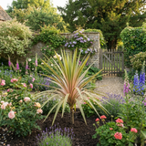 1 Large Plant - Cordyline Eurostripe, Ready to Plant in Your Garden, 3L Rootball - Frankton's