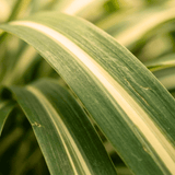 1 Large Plant - Cordyline Eurostripe, Ready to Plant in Your Garden, 3L Rootball - Frankton's