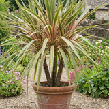 1 Large Plant - Cordyline Eurostripe, Ready to Plant in Your Garden, 3L Rootball - Frankton's
