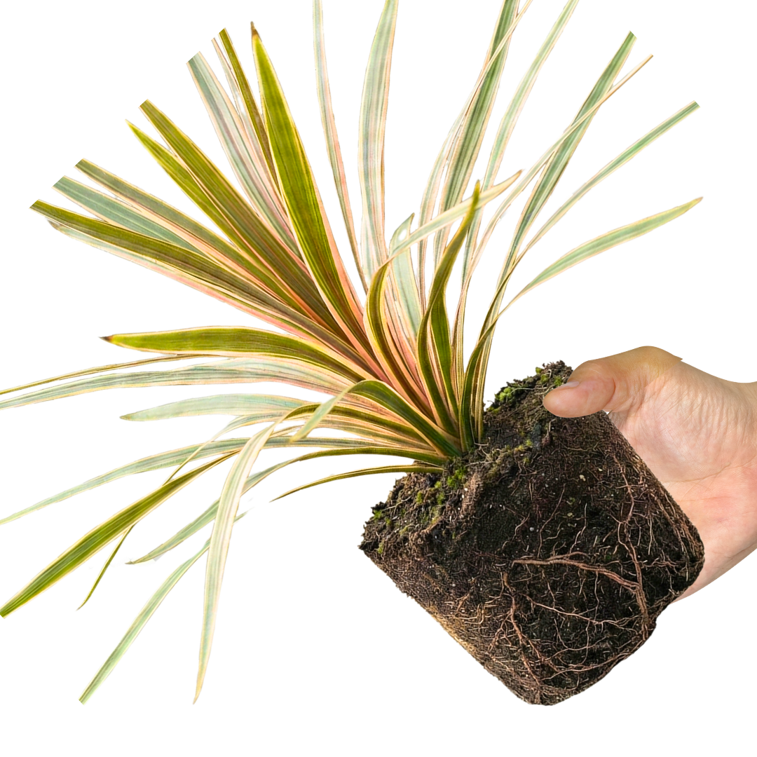 1 Large Plant - Cordyline Eurostripe, Ready to Plant in Your Garden, 3L Rootball - Frankton's