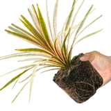 1 Large Plant - Cordyline Eurostripe, Ready to Plant in Your Garden, 3L Rootball - Frankton's