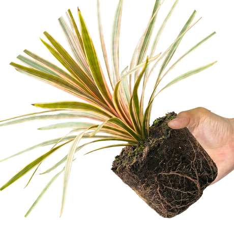1 Large Plant - Cordyline Eurostripe, Ready to Plant in Your Garden, 3L Rootball - Frankton's