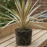 1 Large Plant - Cordyline Eurostripe, Ready to Plant in Your Garden, 3L Rootball - Frankton's