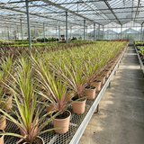 1 Large Plant - Cordyline Lime Passion, Ready to Plant in Your Garden, Peat Free - Frankton's